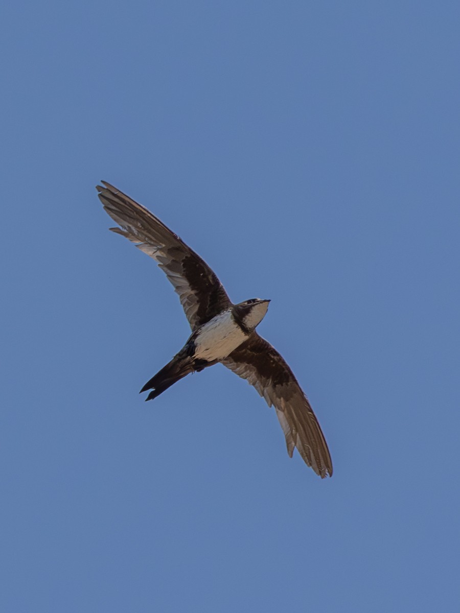 Alpine Swift - ML638333644