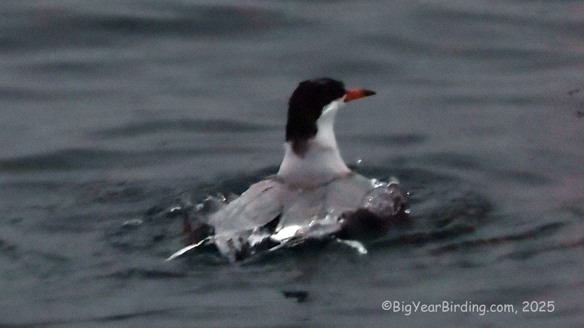 Common Tern - ML638333653