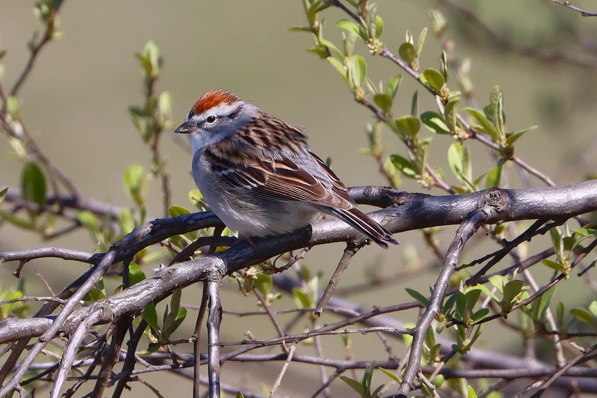 Chipping Sparrow - ML638333656