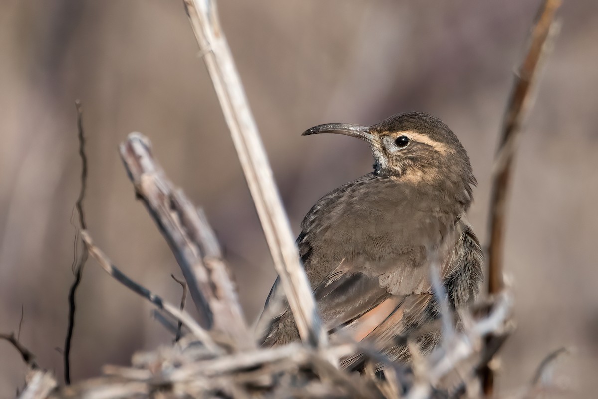 Patagonian Forest Earthcreeper - ML638333682