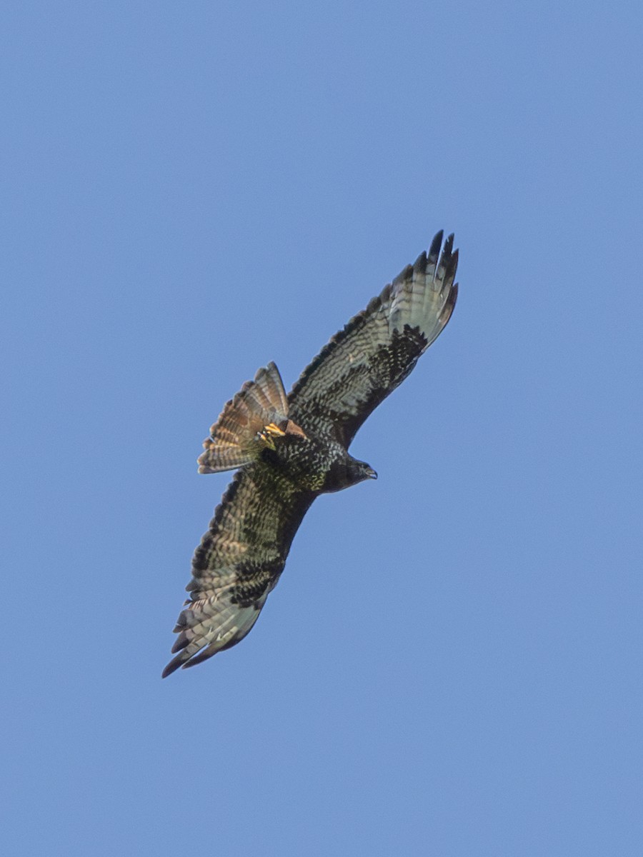Zapelatz arrunta (buteo) - ML638333691
