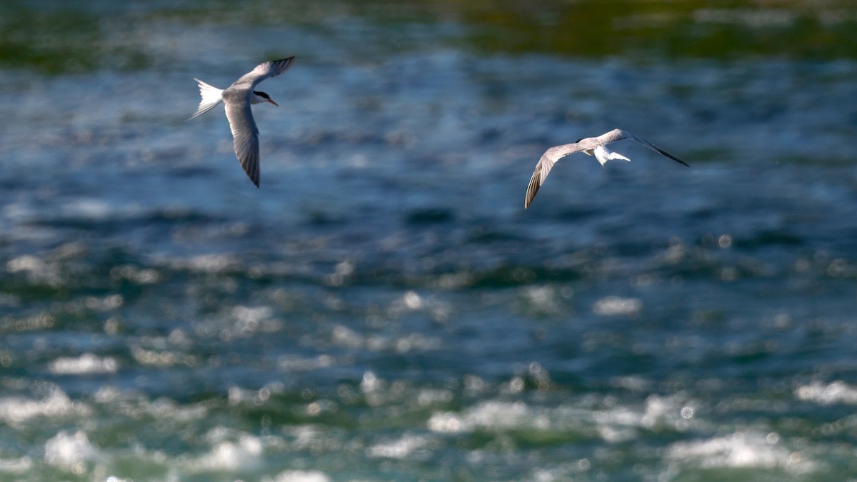 Common Tern - ML638333694