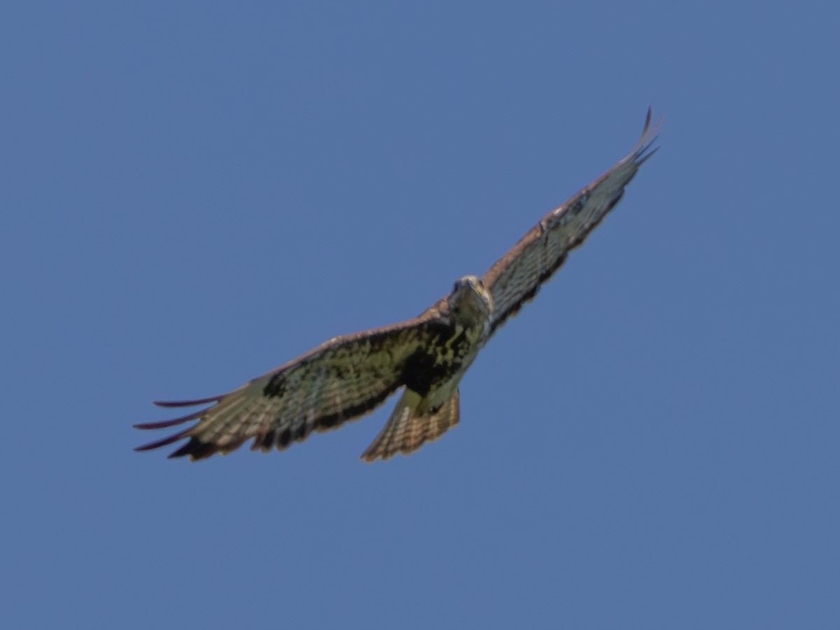 Zapelatz arrunta (buteo) - ML638333696