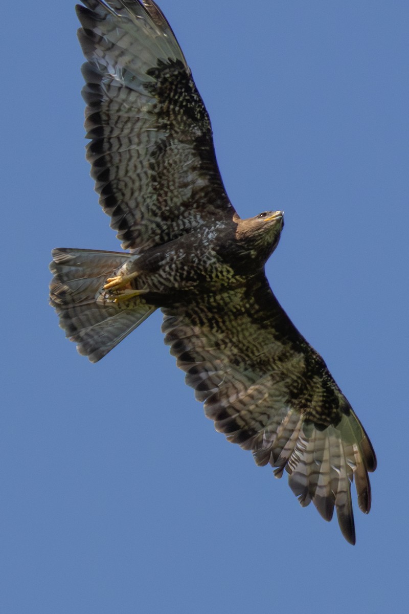 Zapelatz arrunta (buteo) - ML638333697
