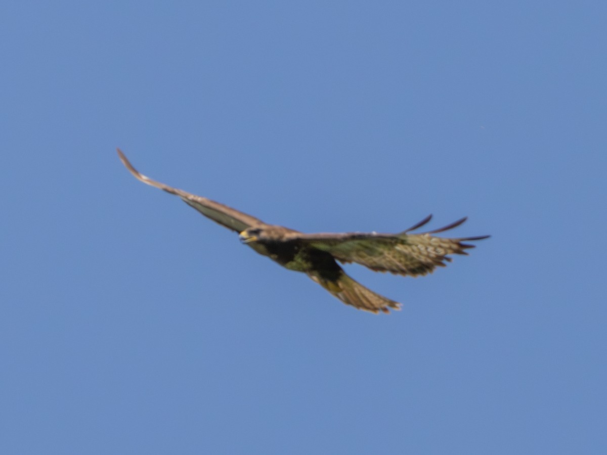 Zapelatz arrunta (buteo) - ML638333698