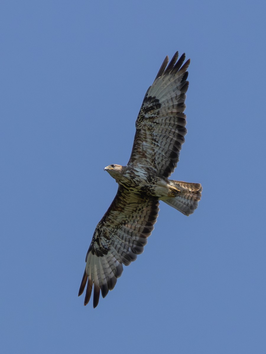 Zapelatz arrunta (buteo) - ML638333699