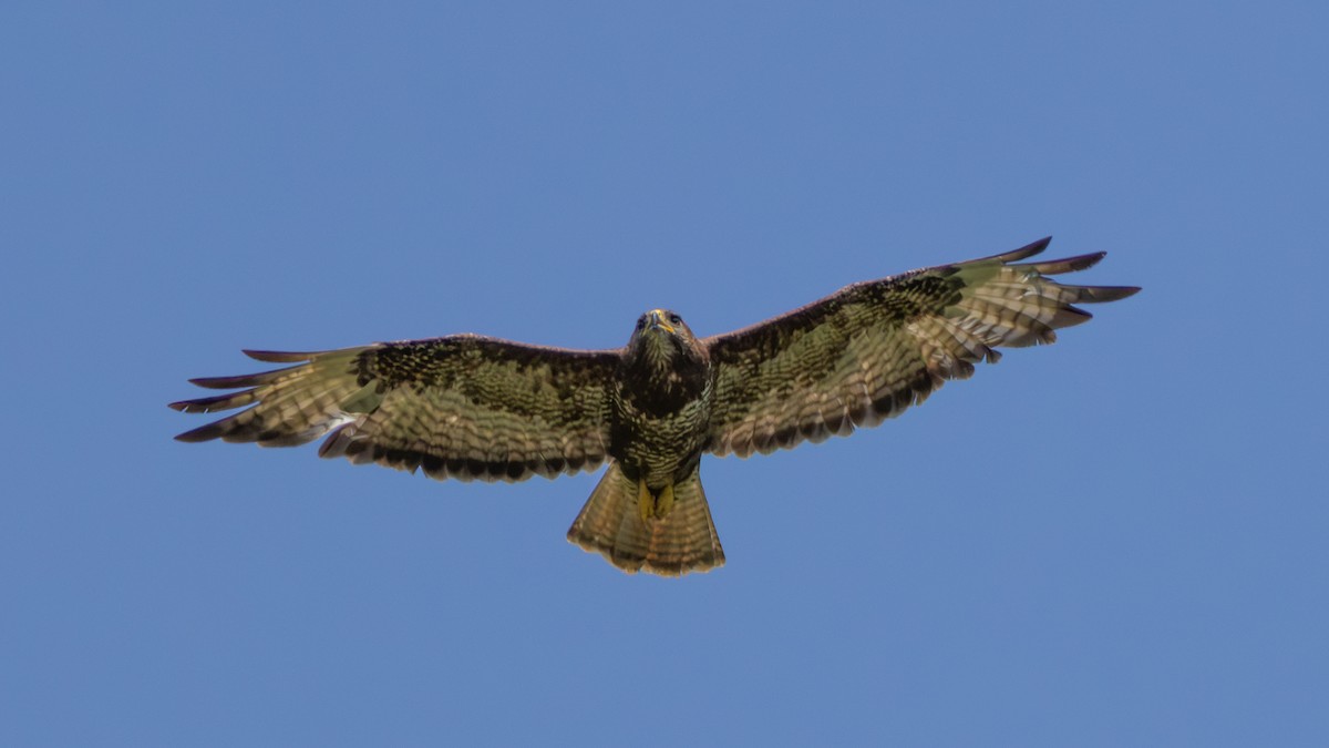 Zapelatz arrunta (buteo) - ML638333700