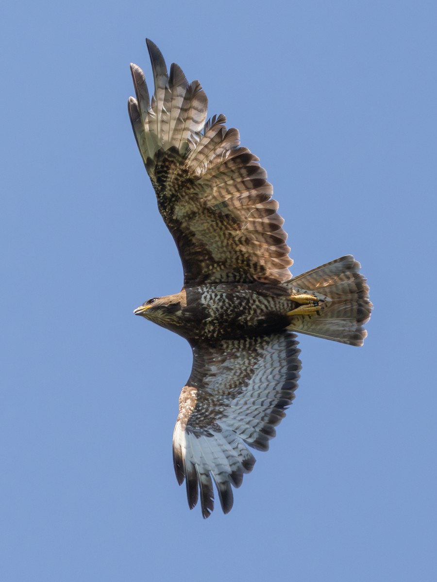 Zapelatz arrunta (buteo) - ML638333701
