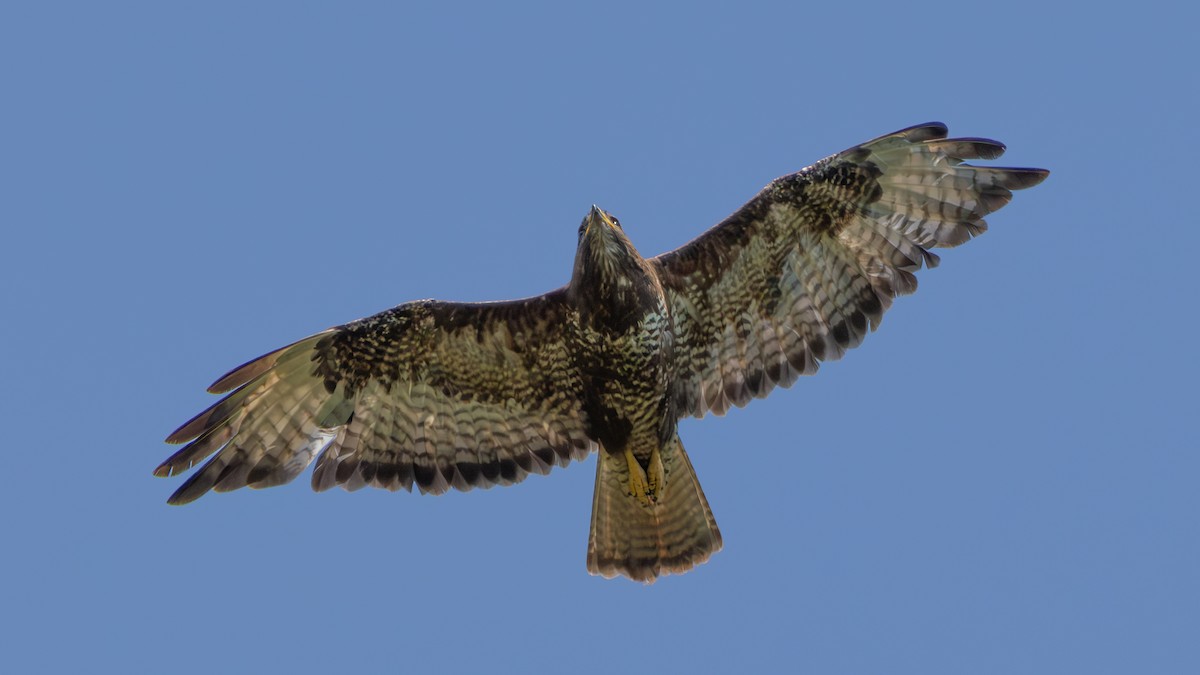 Zapelatz arrunta (buteo) - ML638333702