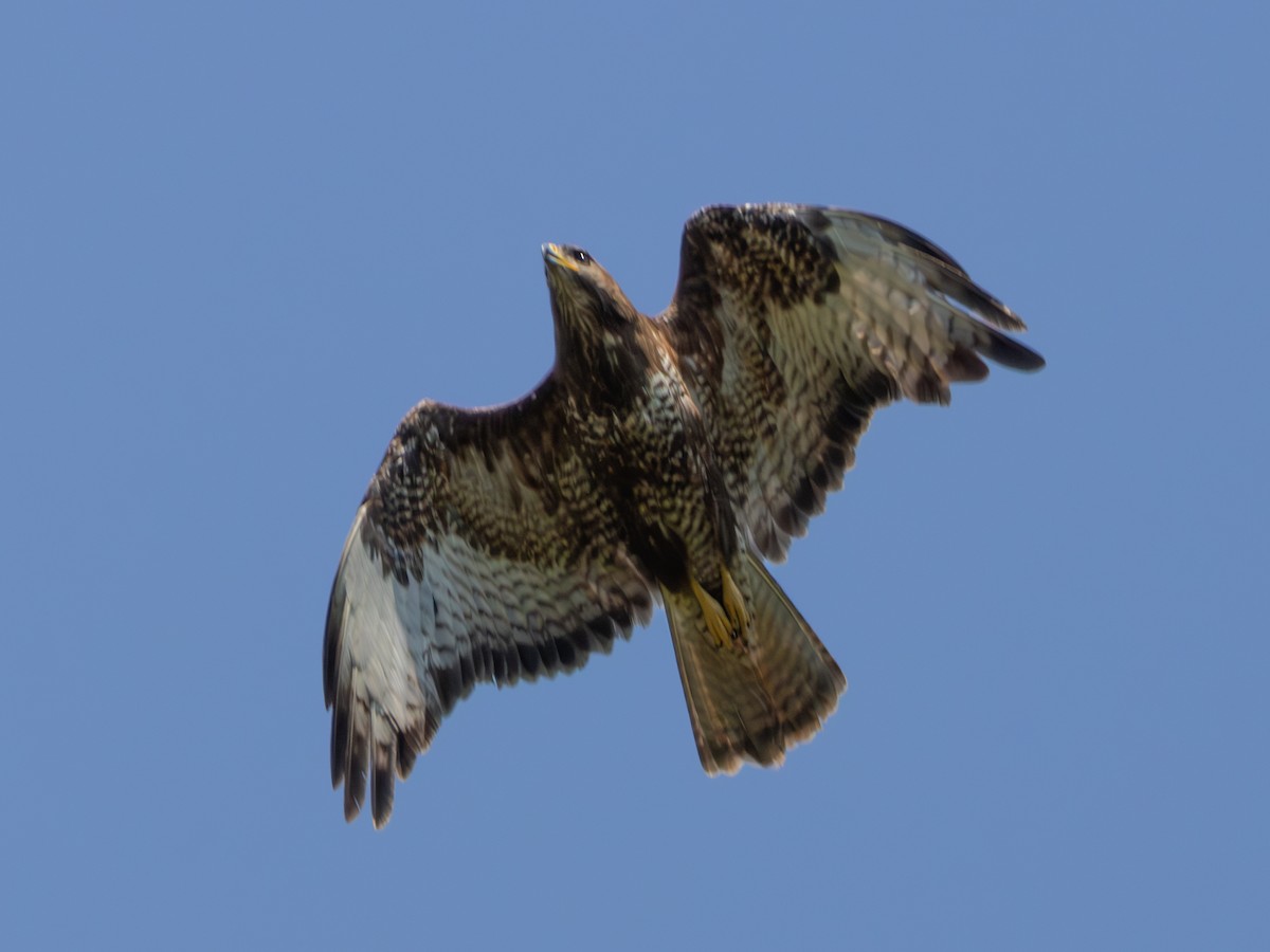 Zapelatz arrunta (buteo) - ML638333703