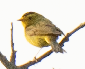 Wilson's Warbler - ML638333705