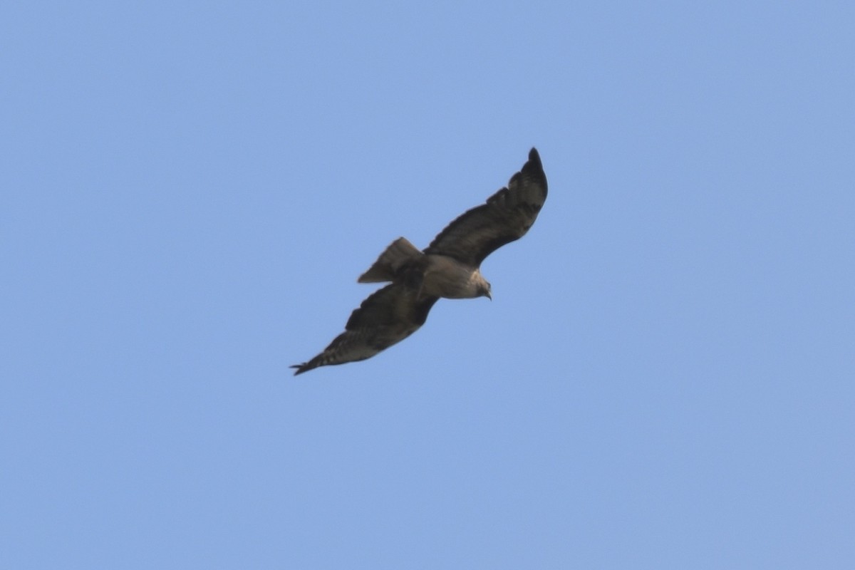 Red-tailed Hawk - ML638333716