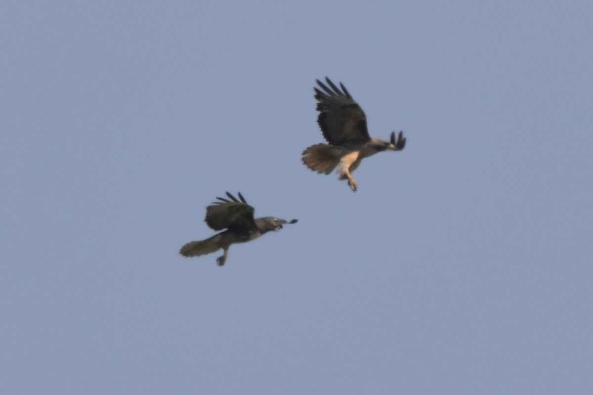 Red-tailed Hawk - ML638333720