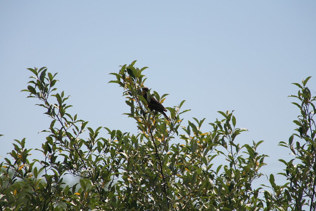 Red-winged Blackbird - ML638333727