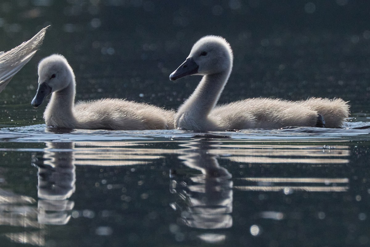 Mute Swan - ML638333730