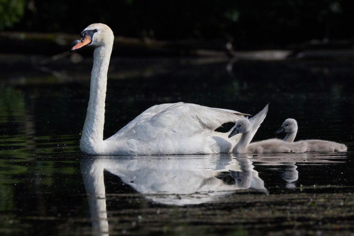 Mute Swan - ML638333731