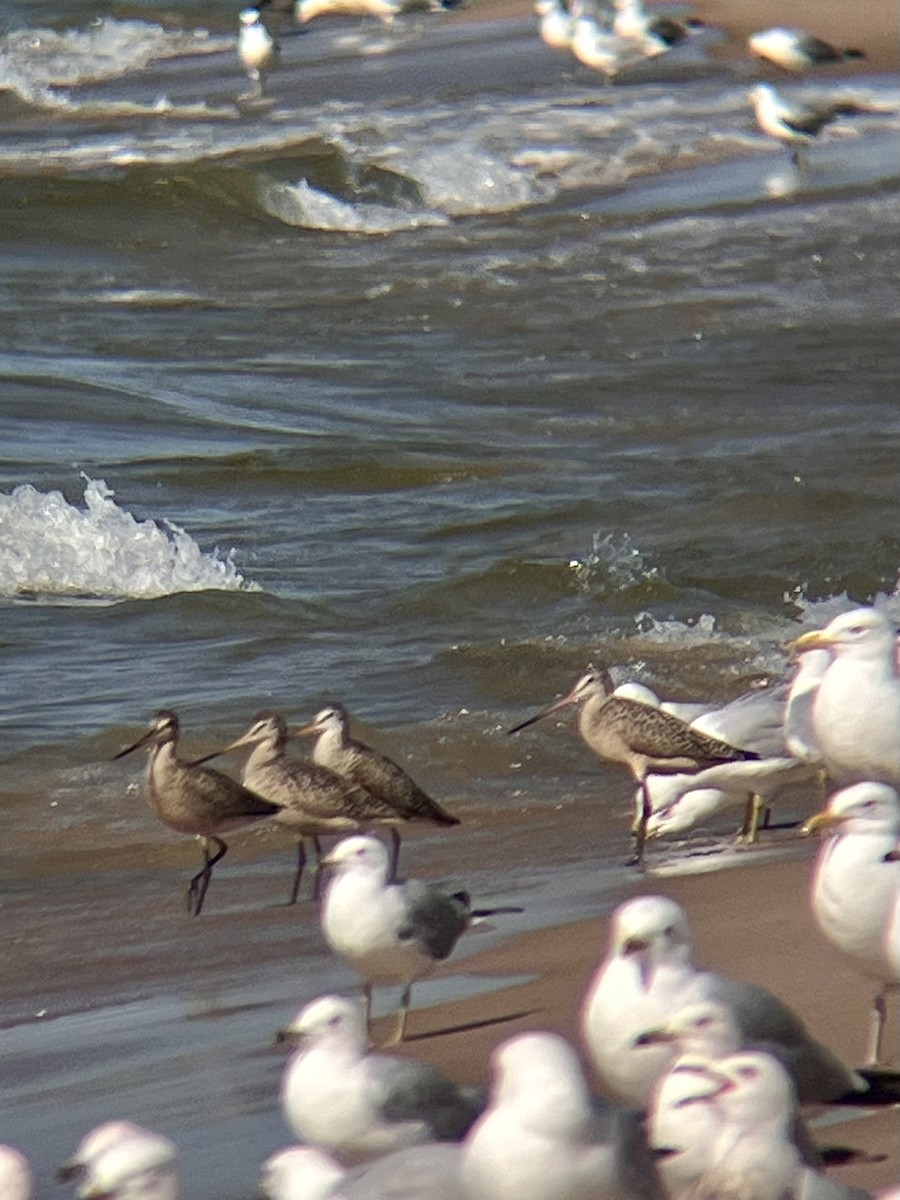 Marbled Godwit - ML638333737