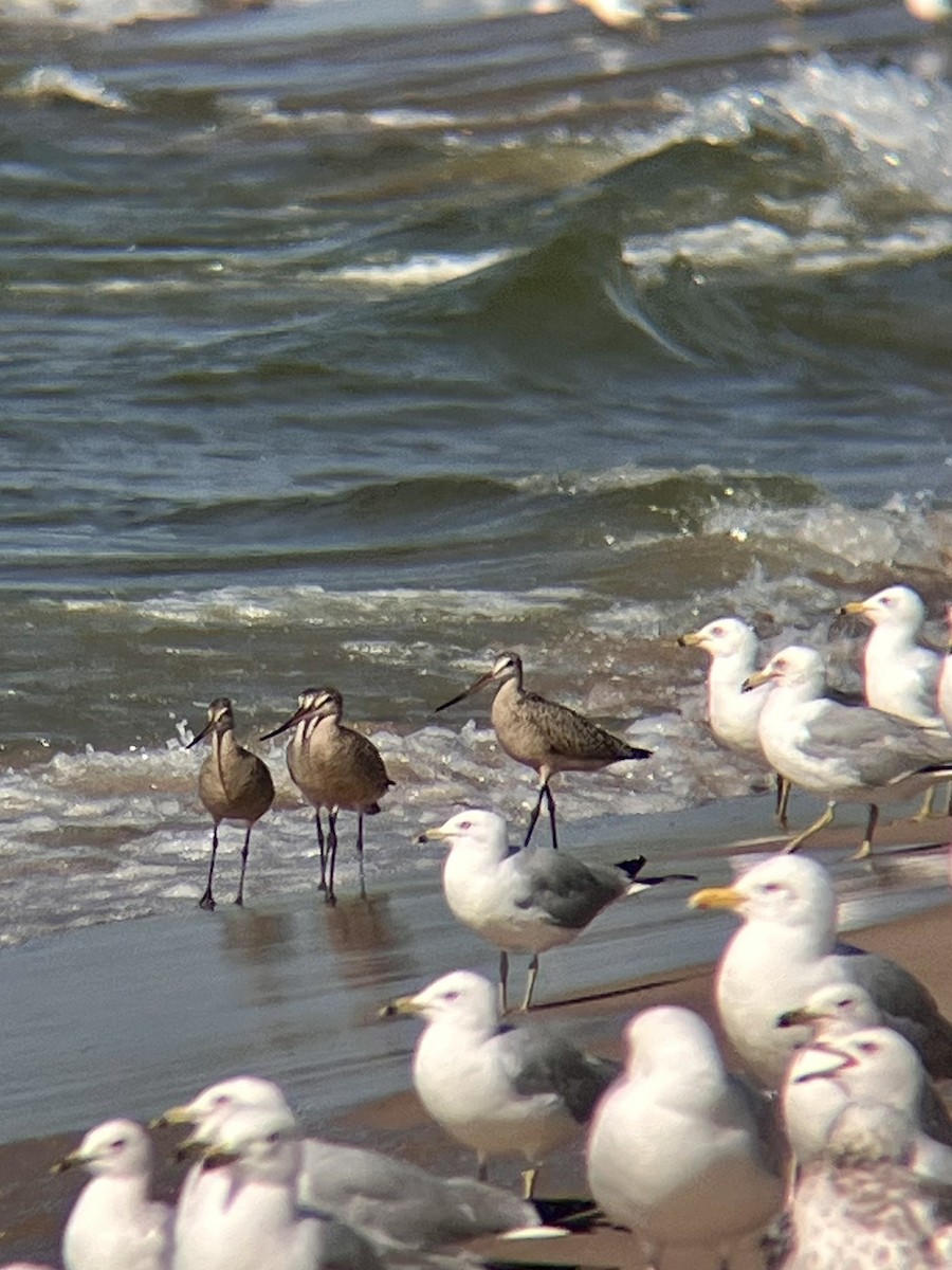 Marbled Godwit - ML638333738