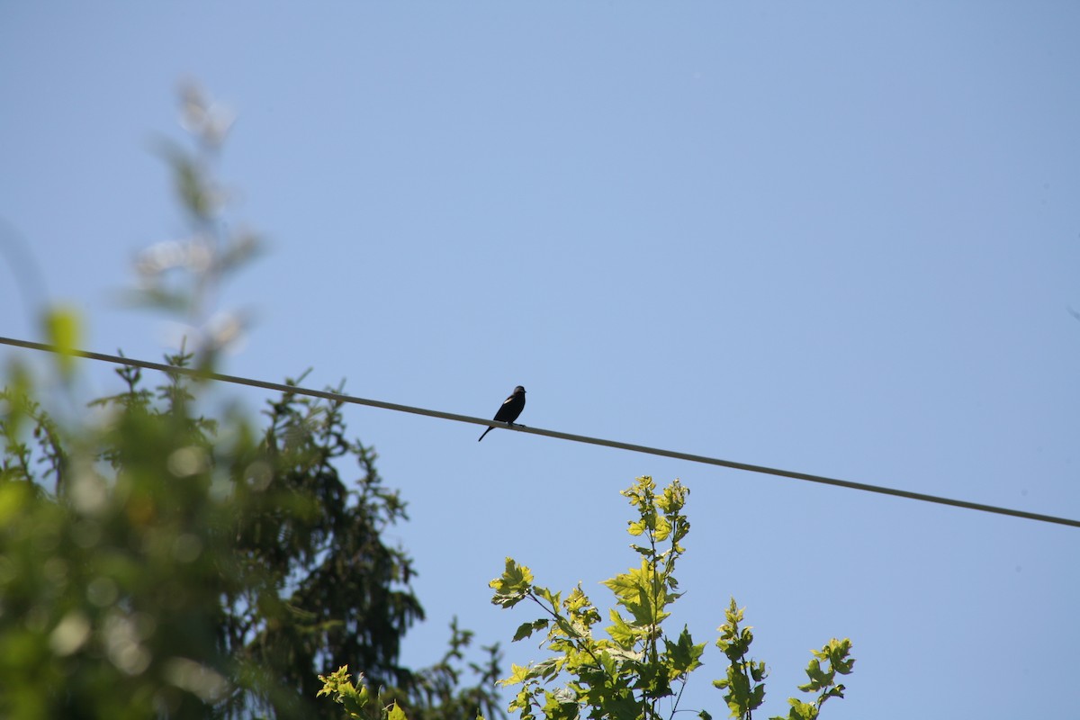 Red-winged Blackbird - ML638333739