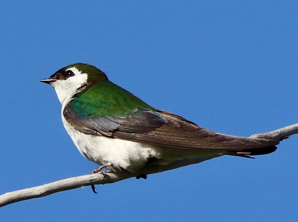 Golondrina Verdemar - ML638333746