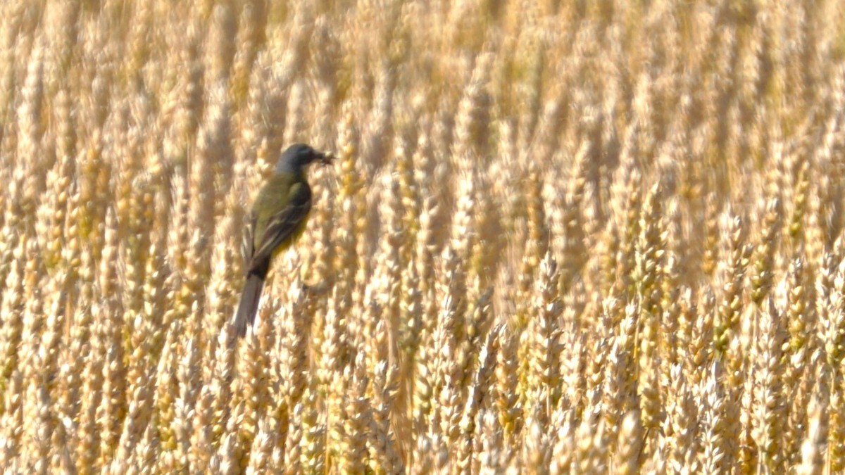 Western Yellow Wagtail - ML638333766