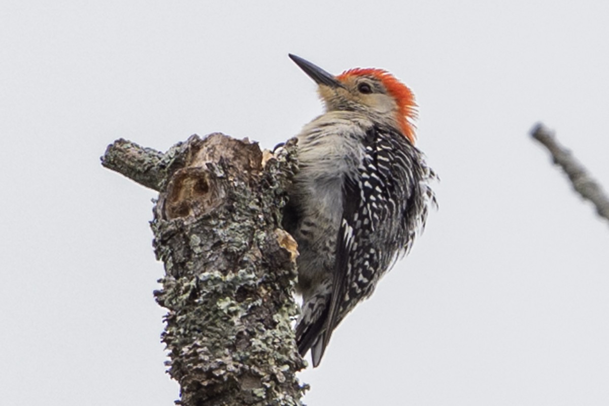 Red-bellied Woodpecker - ML638333775