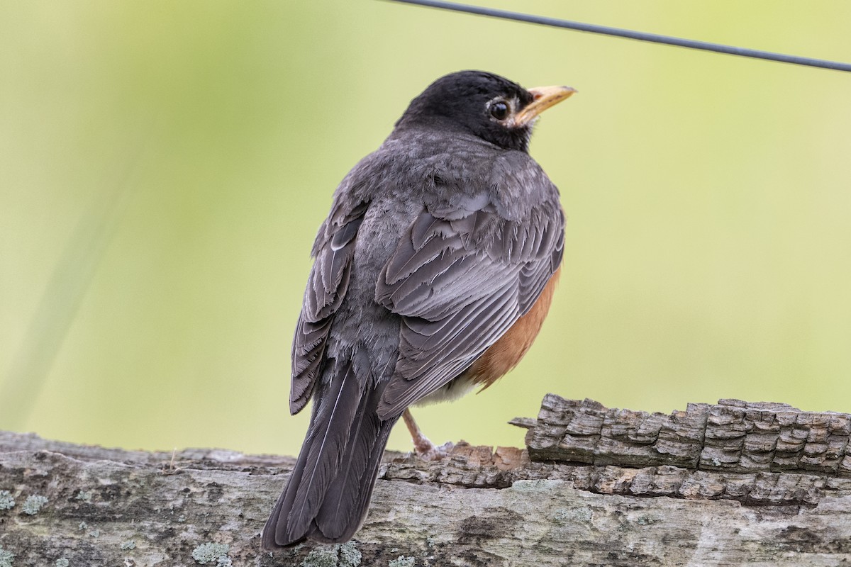 American Robin - ML638333788