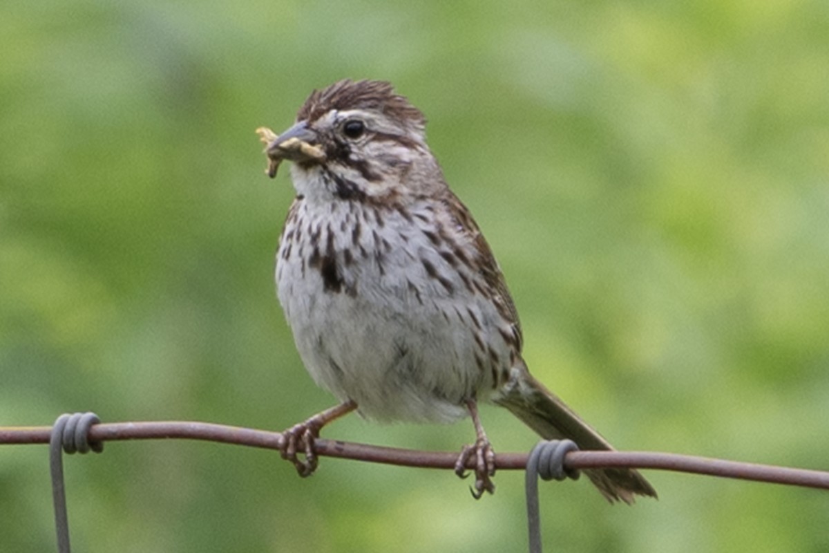 Song Sparrow - ML638333792