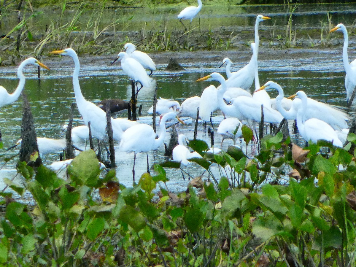Great Egret - ML638333796