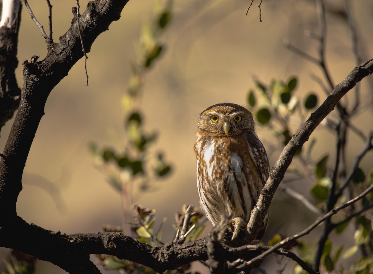Austral Pygmy-Owl - ML638333797