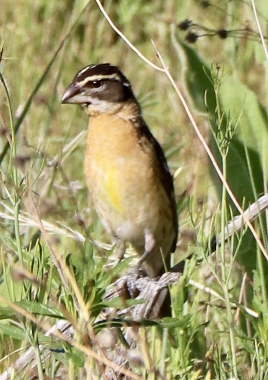 Black-headed Grosbeak - ML638333798