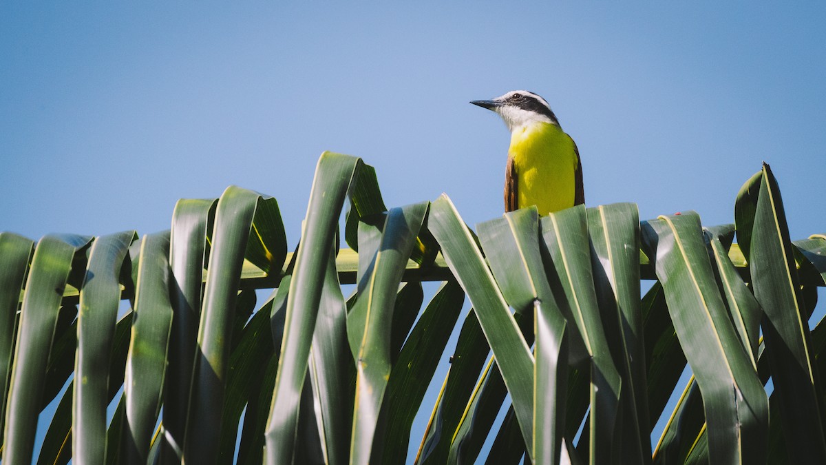 Great Kiskadee - ML638333800