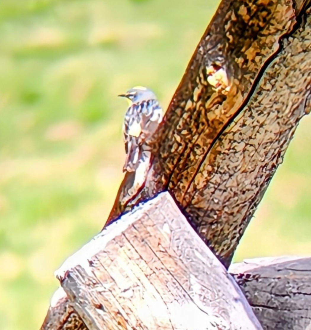 Yellow-rumped Warbler - ML638333801