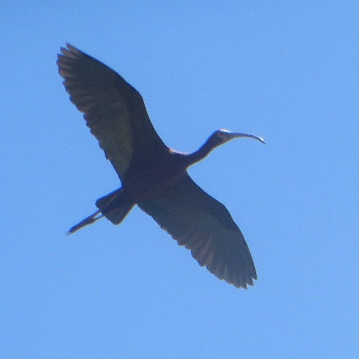White-faced Ibis - ML638333804