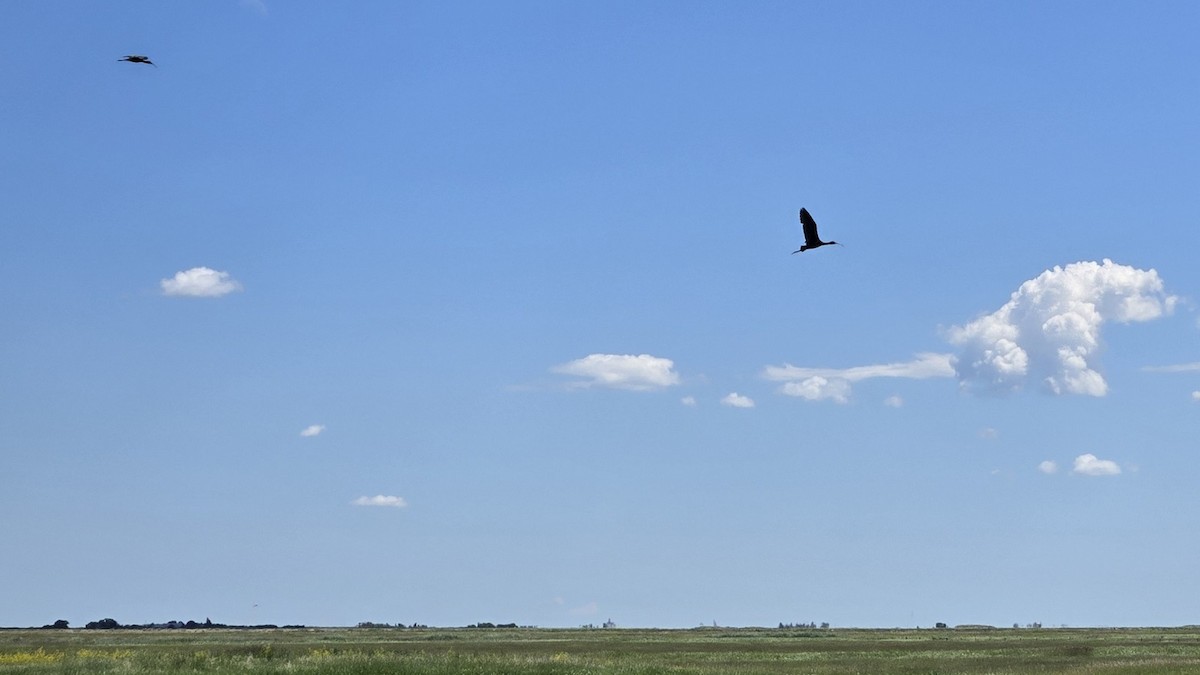 White-faced Ibis - ML638333805