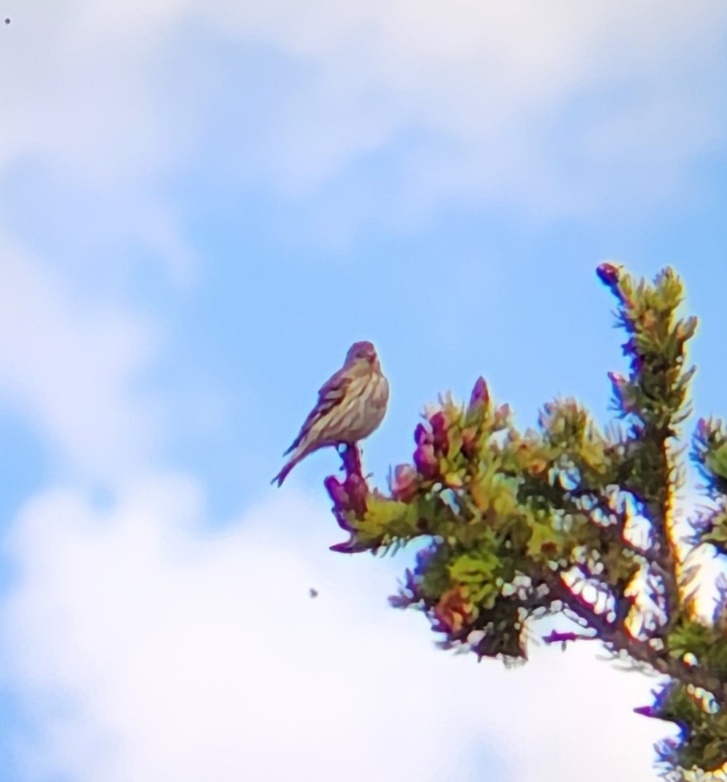Pine Siskin - ML638333806