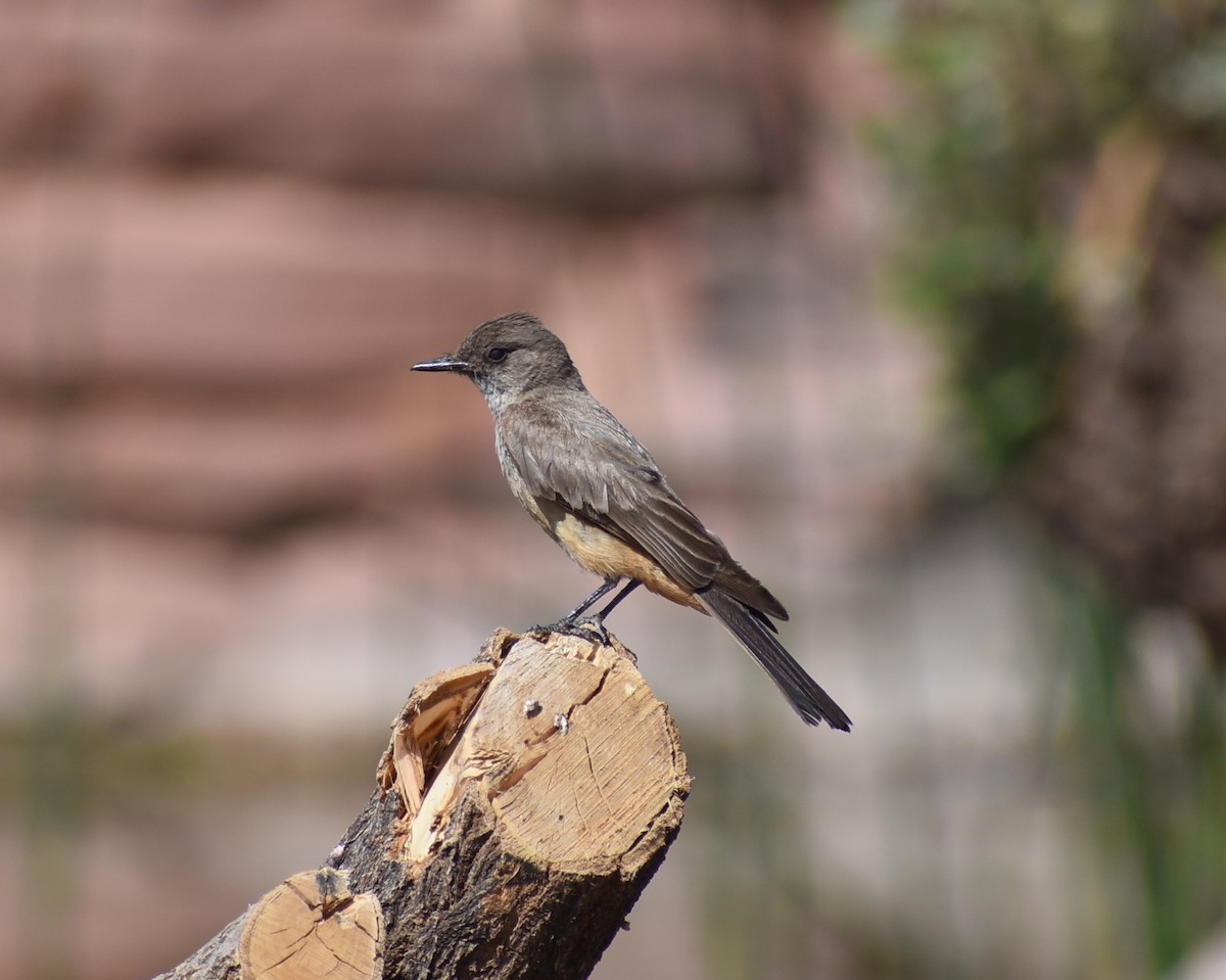 Say's Phoebe - ML638333809