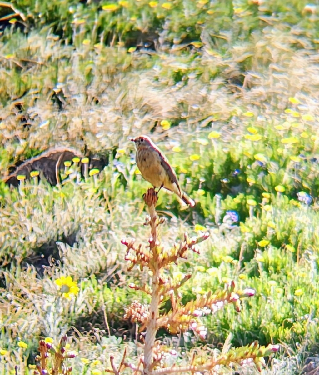 American Pipit - ML638333810