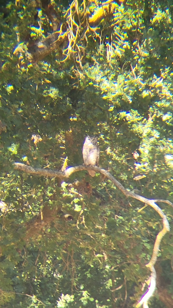 Great Horned Owl - ML638333811