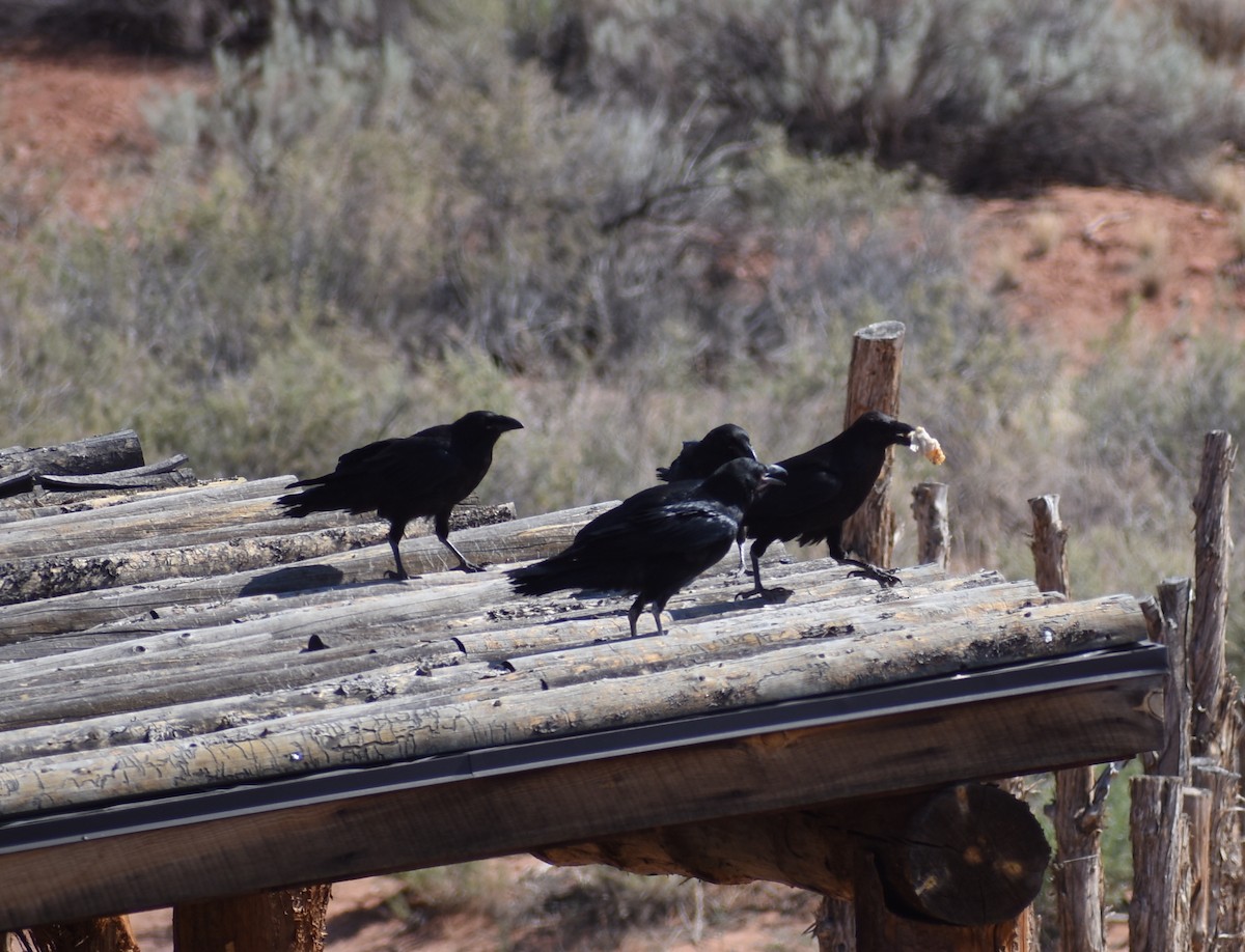 Common Raven - ML638333812