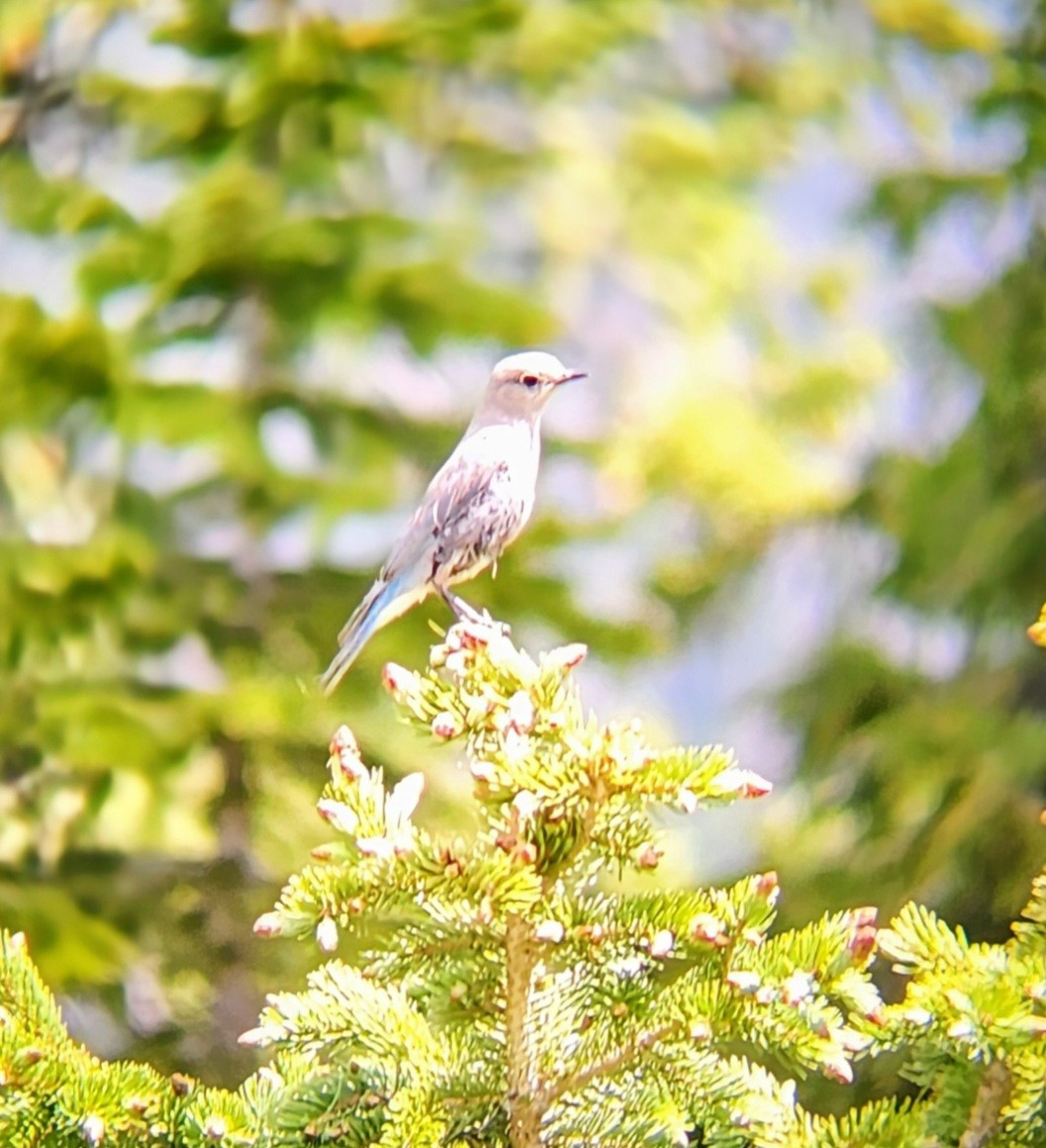 Mountain Bluebird - ML638333815