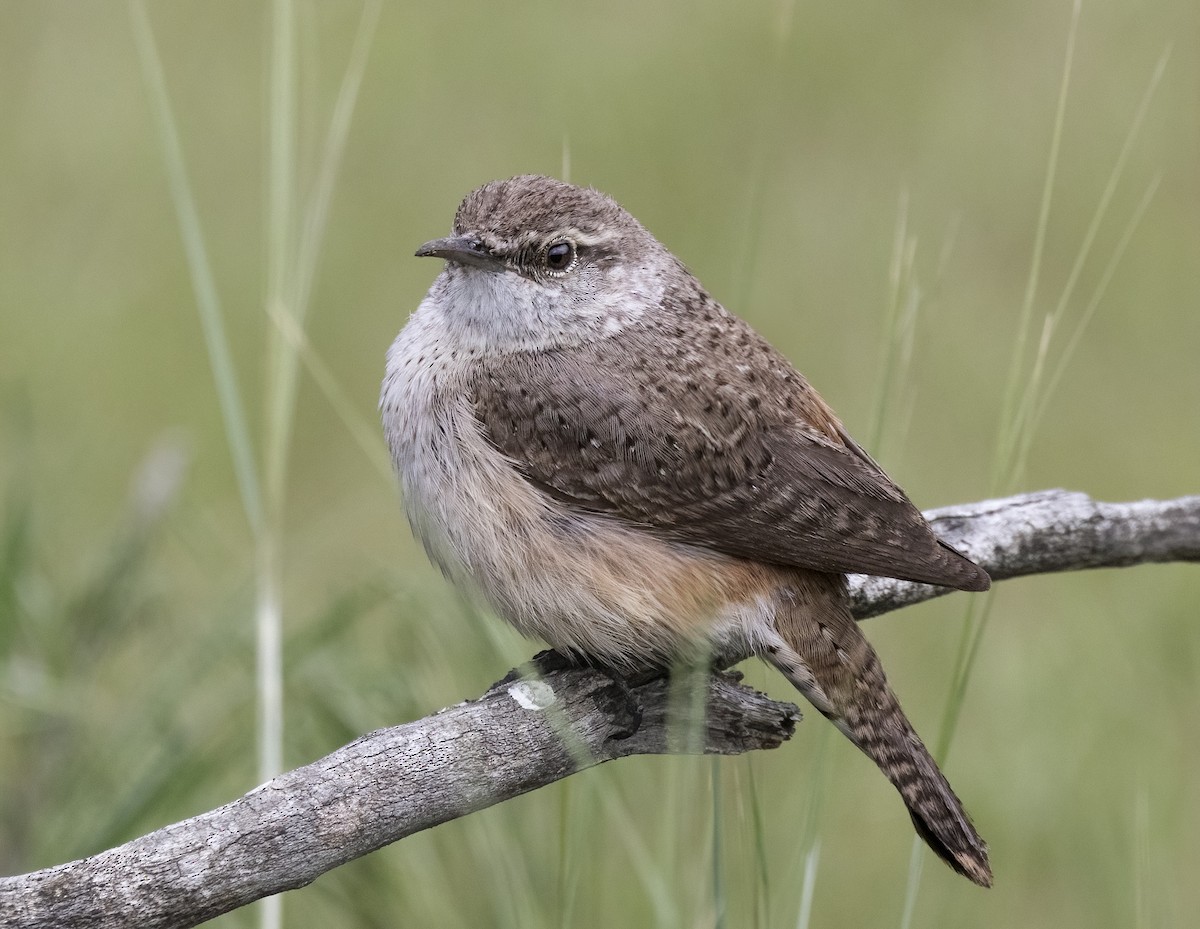Rock Wren - ML638333816