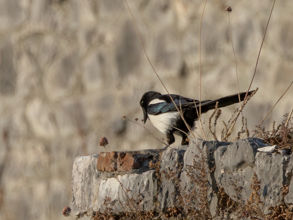 Eurasian Magpie - ML638333819