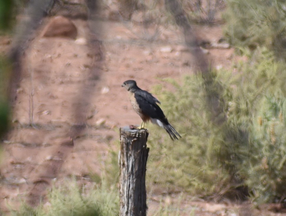 Sharp-shinned/Cooper's Hawk - ML638333821
