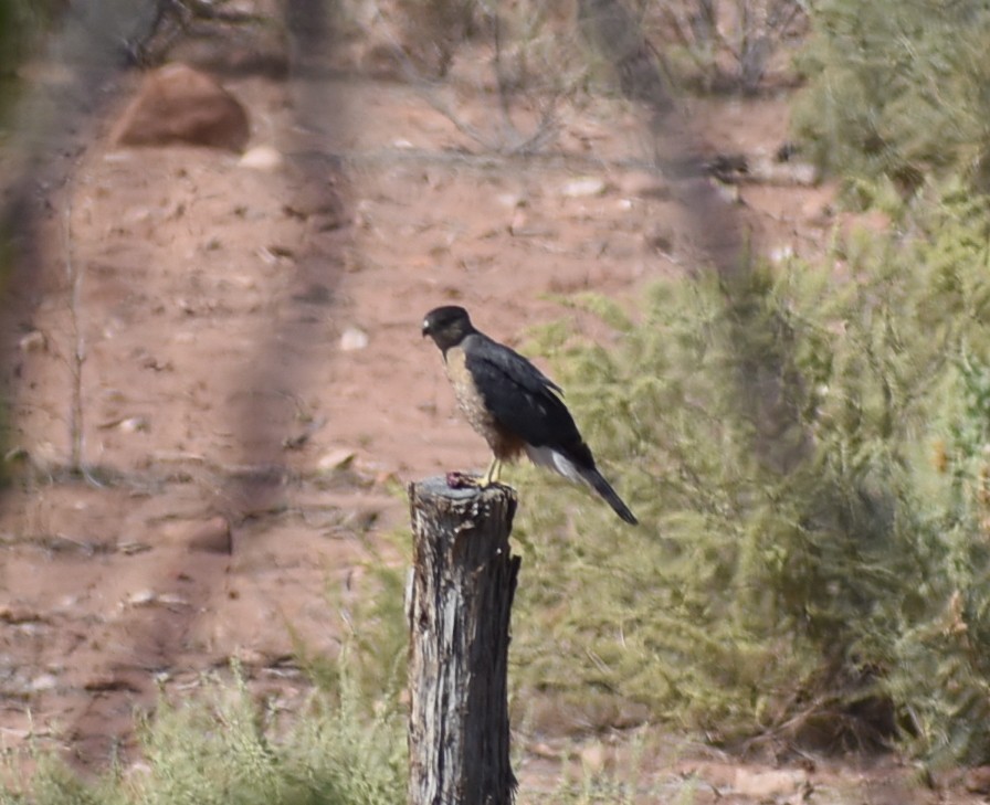 Sharp-shinned/Cooper's Hawk - ML638333822