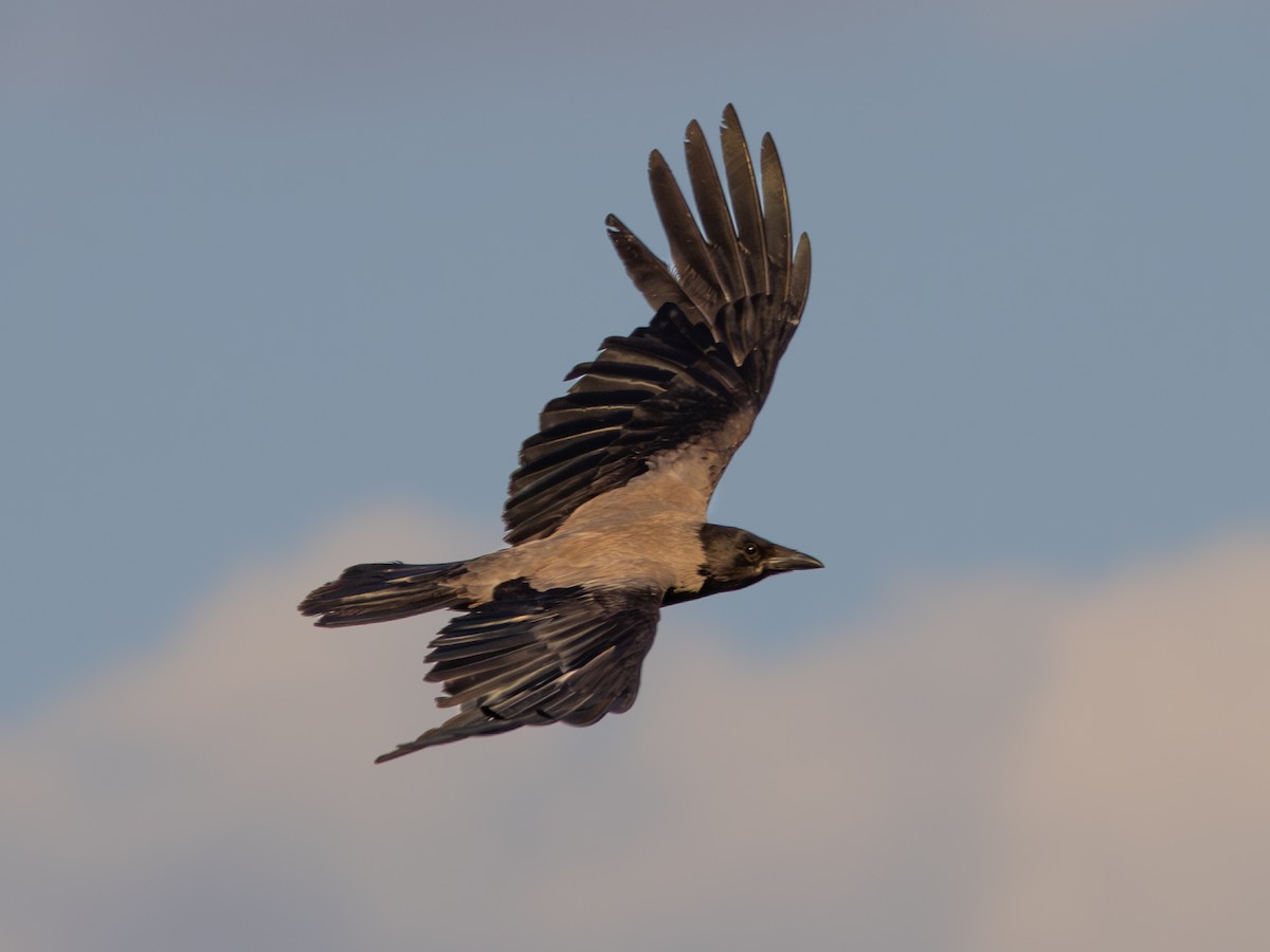 Hooded Crow - ML638333824