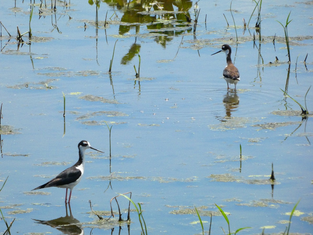 Black-necked Stilt - ML638333827