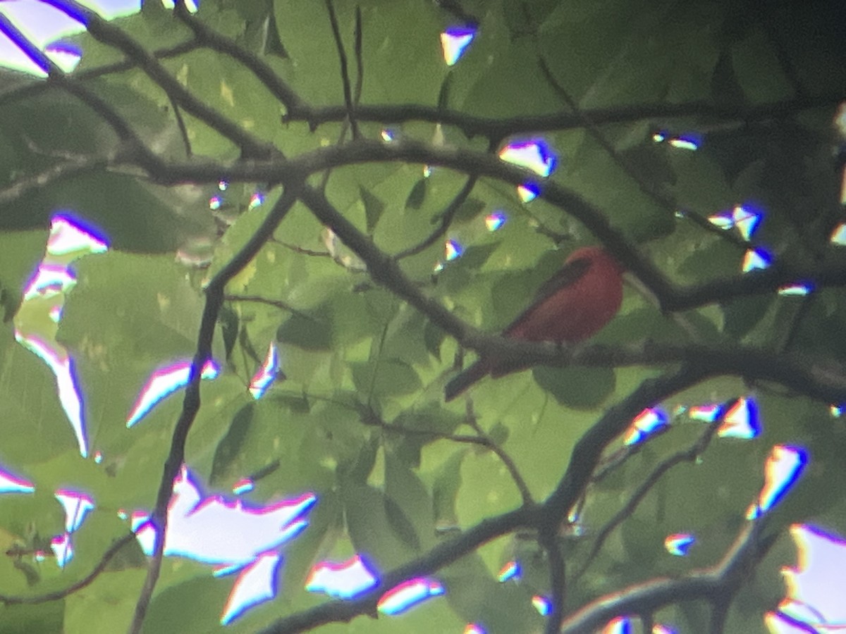 Scarlet Tanager - ML638333830
