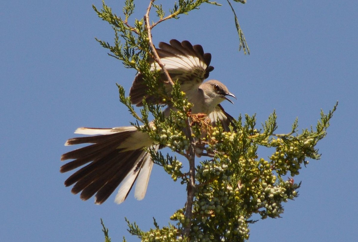 Northern Mockingbird - ML638333834