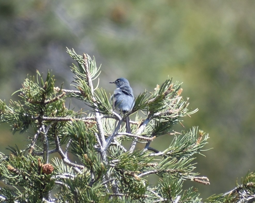 passerine sp. - ML638333835